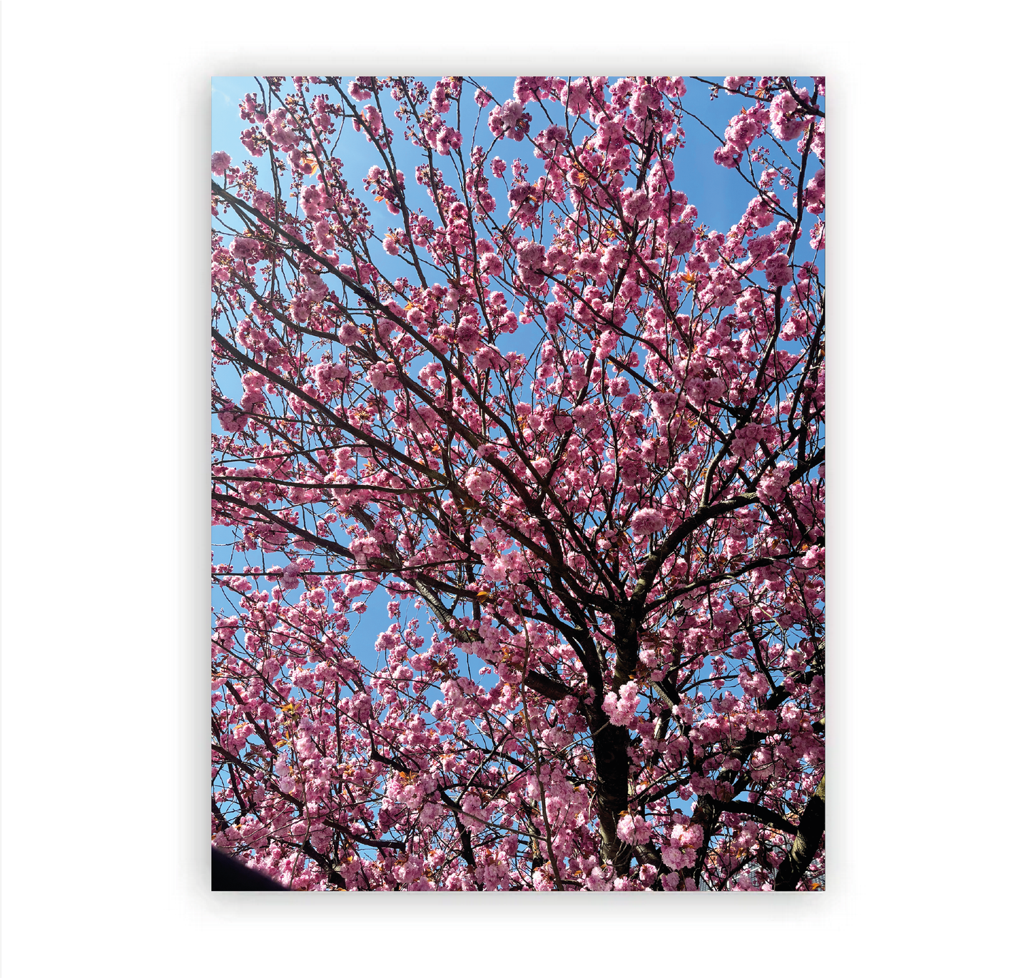 Kirschblüten