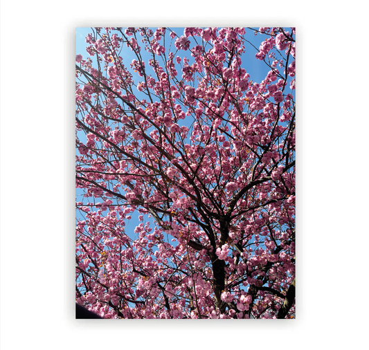 Kirschblüten