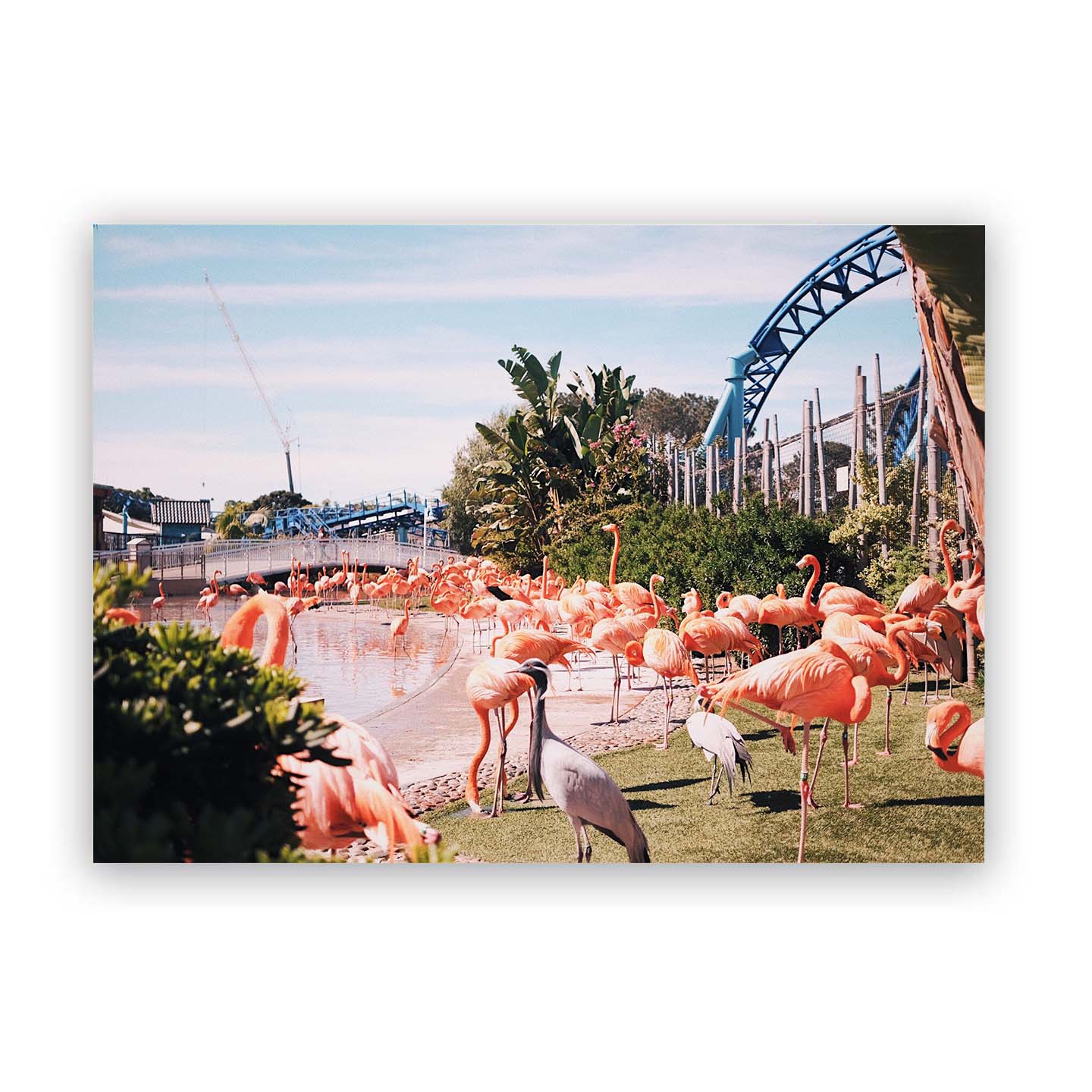 Flamingo Park