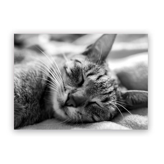 Good Night Kitten