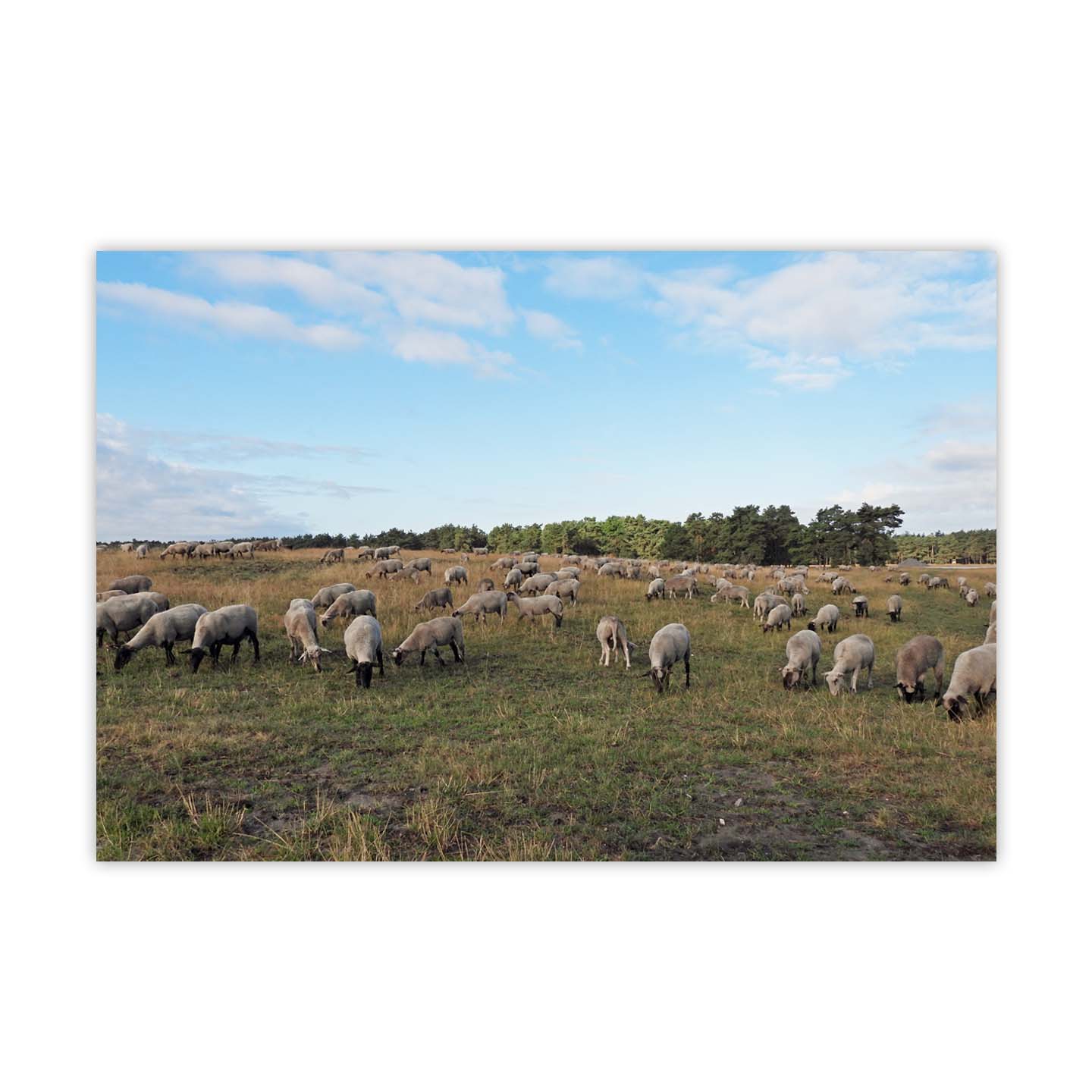 Schaf Weide