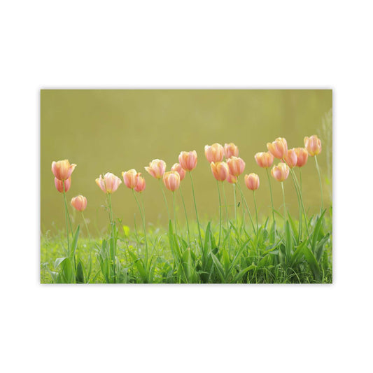Tulpe